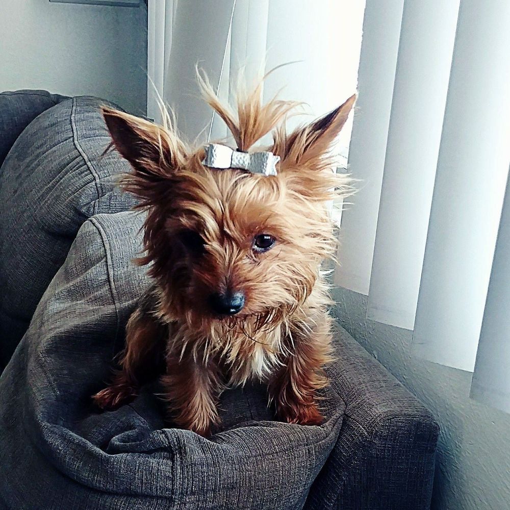 Meet your Posher, Jen